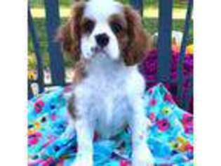 Cavalier King Charles Spaniel Puppy for sale in Valparaiso, IN, USA