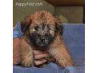 Soft Coated Wheaten Terrier Puppy for sale in Oak Park, IL, USA