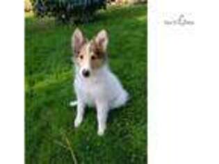 Collie Puppy for sale in Spokane, WA, USA