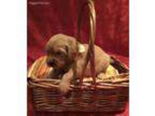 Golden Retriever Puppy for sale in Granada Hills, CA, USA