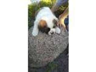 Saint Bernard Puppy for sale in Sullivan, IL, USA