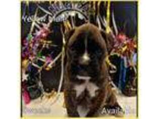 Boxer Puppy for sale in Elberton, GA, USA
