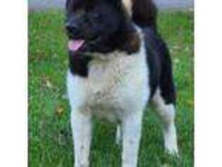 Akita Puppy for sale in Garner, NC, USA