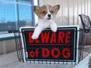 Pembroke Welsh Corgi Puppy for sale in Konawa, OK, USA