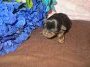 Yorkshire Terrier Puppy for sale in Indianola, IA, USA