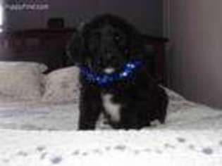Saint Berdoodle Puppy for sale in Shipshewana, IN, USA
