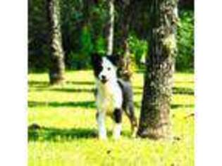 Australian Shepherd Puppy for sale in Caryville, FL, USA