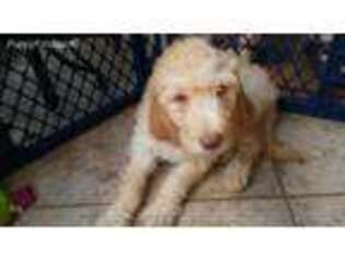 Goldendoodle Puppy for sale in Lake Worth, FL, USA