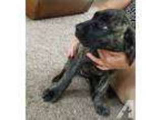 Mastiff Puppy for sale in PALMETTO, FL, USA