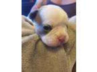 French Bulldog Puppy for sale in Madison, SD, USA