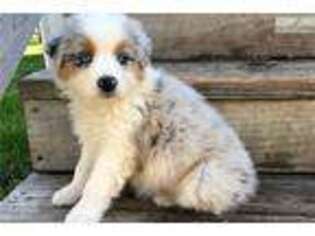Australian Shepherd Puppy for sale in Austin, TX, USA