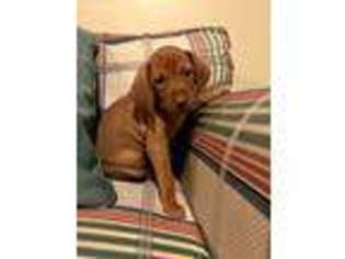 Vizsla Puppy for sale in Twin Falls, ID, USA