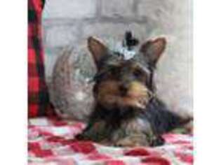 Yorkshire Terrier Puppy for sale in Sedalia, MO, USA