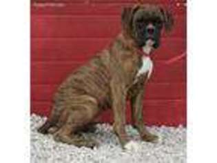 Boxer Puppy for sale in Hagerstown, IN, USA