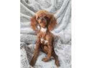 Mutt Puppy for sale in Pembroke, KY, USA