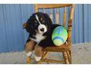 Bernese Mountain Dog Puppy for sale in Cambridge, OH, USA