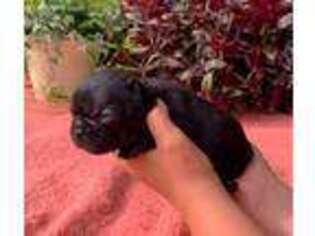 French Bulldog Puppy for sale in Cedar Rapids, IA, USA