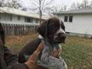German Wirehaired Pointer Puppy for sale in Great Falls, MT, USA