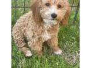 Mutt Puppy for sale in Prosper, TX, USA