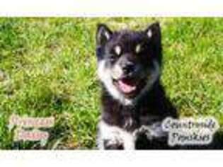 Mutt Puppy for sale in Tetonia, ID, USA