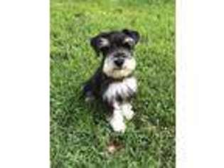 Mutt Puppy for sale in Parker, PA, USA