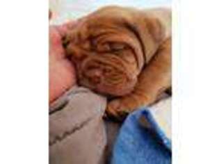 American Bull Dogue De Bordeaux Puppy for sale in Chadds Ford, PA, USA