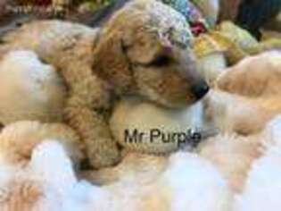 Goldendoodle Puppy for sale in Merrimack, NH, USA