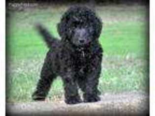 Goldendoodle Puppy for sale in Farmersville, TX, USA