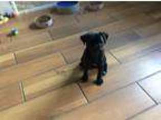 Pug Puppy for sale in Carrollton, OH, USA