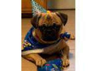 Pug Puppy for sale in Allentown, PA, USA