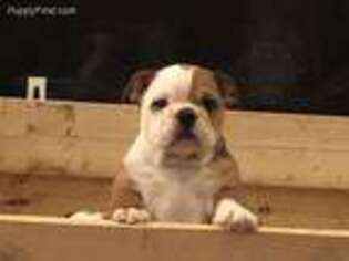 Bulldog Puppy for sale in Morning View, KY, USA