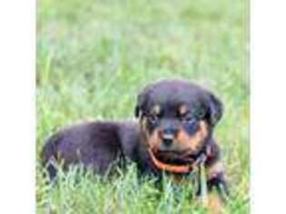 Rottweiler Puppy for sale in Mc Connellsburg, PA, USA