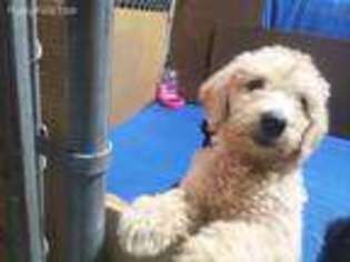Labradoodle Puppy for sale in Petersburg, MI, USA