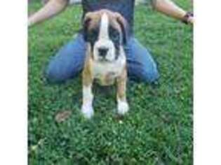 Boxer Puppy for sale in Loogootee, IN, USA