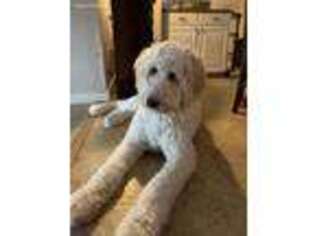 Goldendoodle Puppy for sale in Guthrie, OK, USA