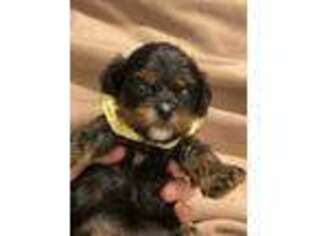 Cavapoo Puppy for sale in Marietta, GA, USA