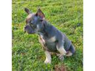 French Bulldog Puppy for sale in East Berlin, PA, USA