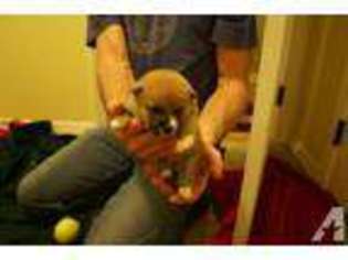 Shiba Inu Puppy for sale in BRANSON, MO, USA