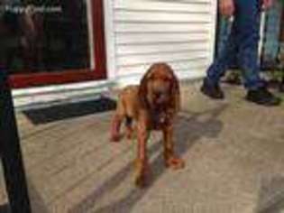Irish Setter Puppy for sale in Dayton, OH, USA