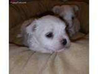 Maltese Puppy for sale in Converse, TX, USA