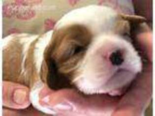 Cavalier King Charles Spaniel Puppy for sale in Tahlequah, OK, USA