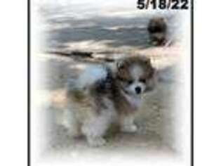 Pomeranian Puppy for sale in Hemingway, SC, USA