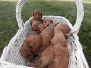 Goldendoodle Puppy for sale in Brant, MI, USA