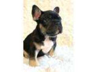 French Bulldog Puppy for sale in Silver Spring, MD, USA