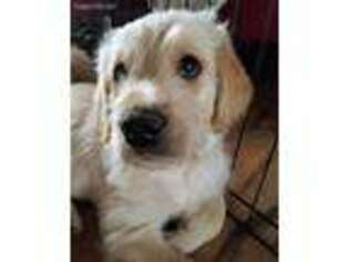 Labradoodle Puppy for sale in Fayetteville, AR, USA