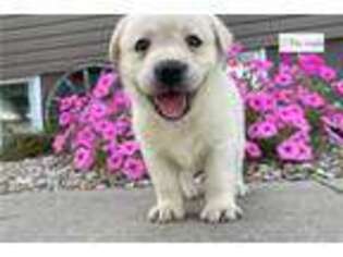 Labrador Retriever Puppy for sale in Evansville, IN, USA