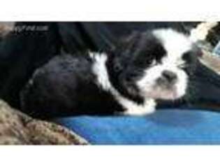 Mutt Puppy for sale in Alexis, NC, USA