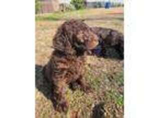 Labradoodle Puppy for sale in Dothan, AL, USA