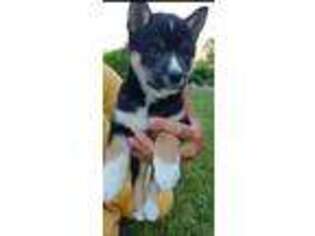 Shiba Inu Puppy for sale in Charles City, IA, USA