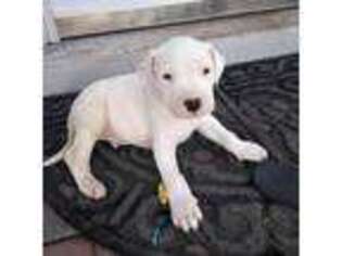 Dogo Argentino Puppy for sale in Eastpointe, MI, USA